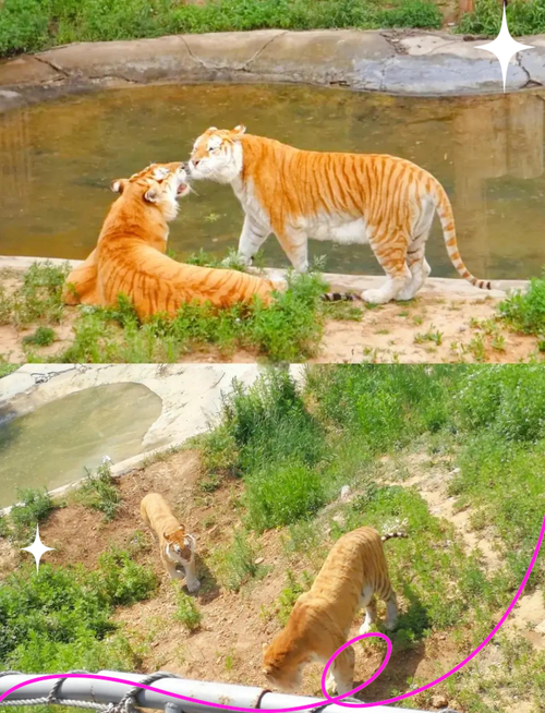 济南野生动物世界自驾游攻略