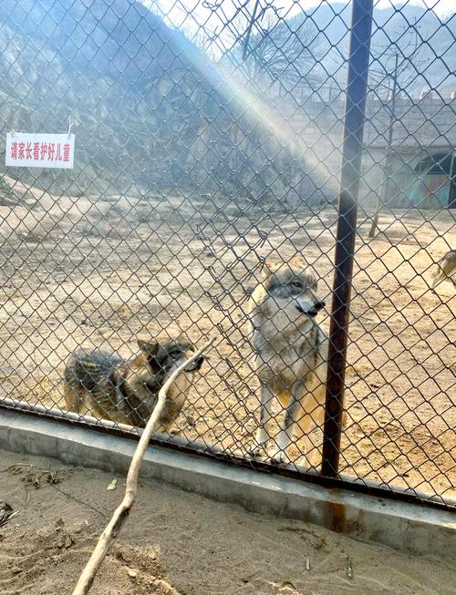 八达岭野生动物园自驾游攻略