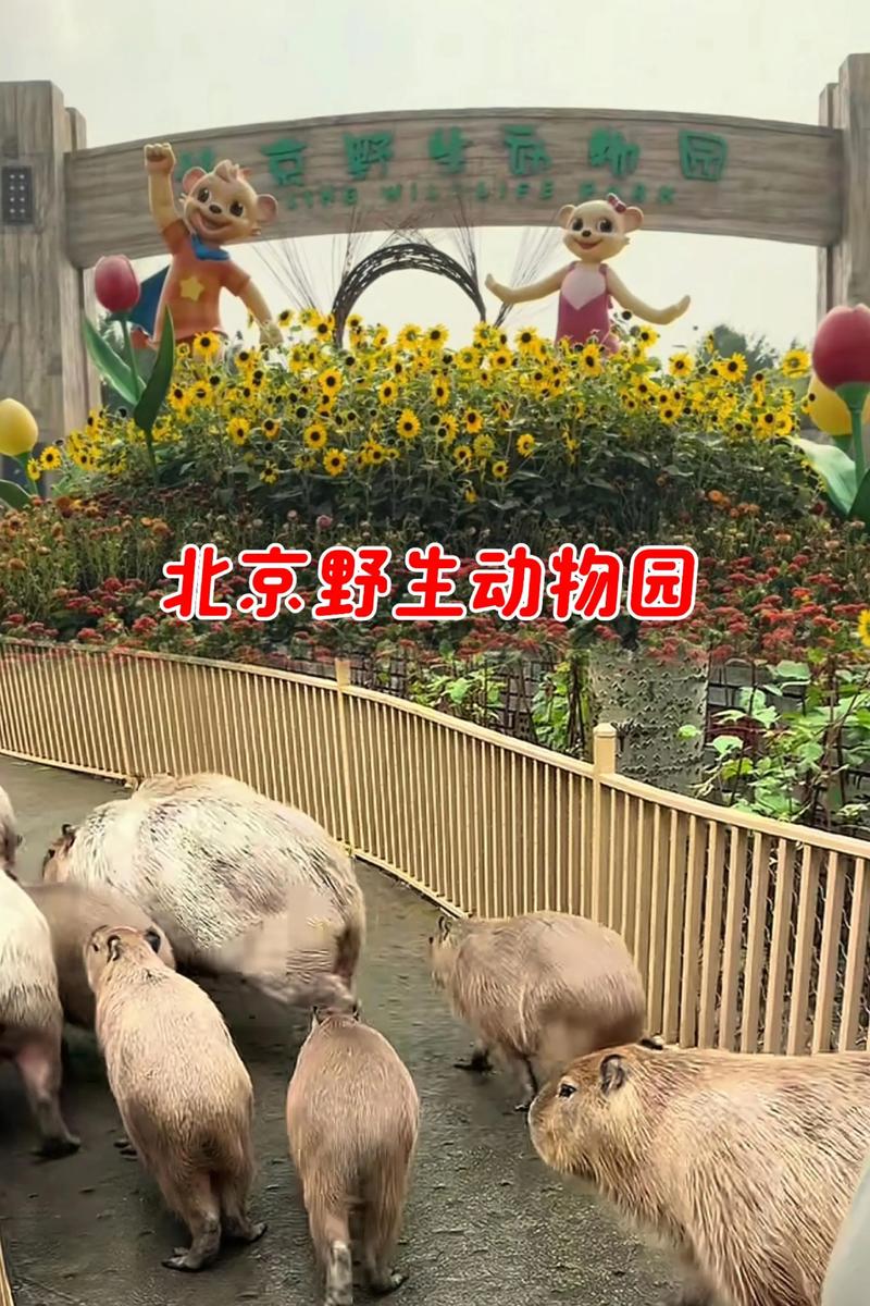 北京野生动物园自驾游多少钱