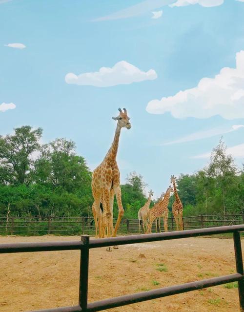 济南野生动物园自驾游攻略