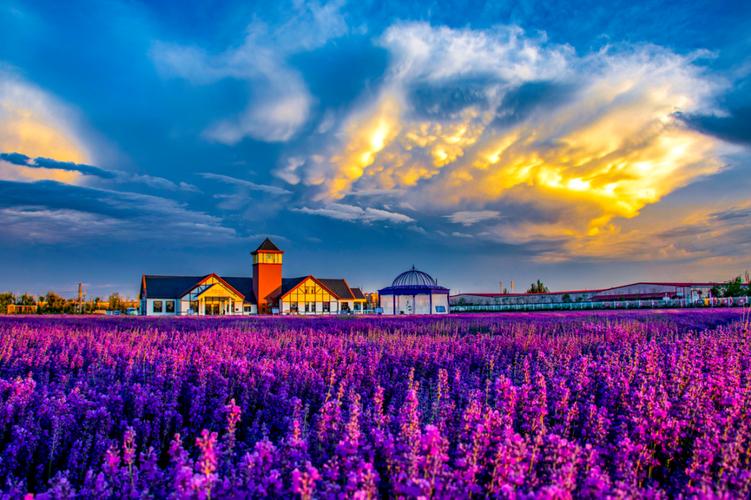 包头旅游景点大全薰衣草庄园