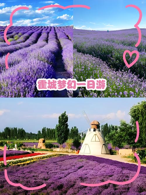 包头旅游景点大全薰衣草庄园