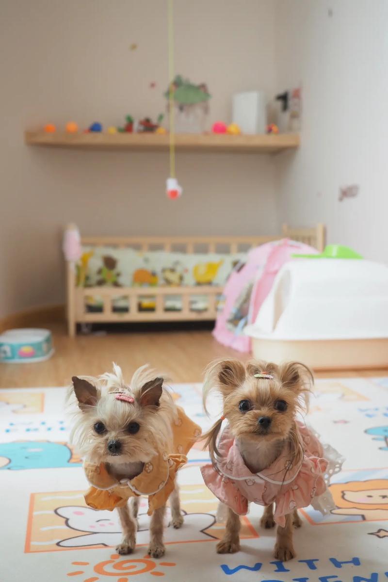 成都可以带宠物的酒店