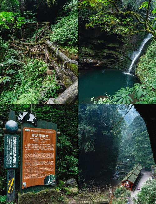 成都到碧峰峡自驾游攻略