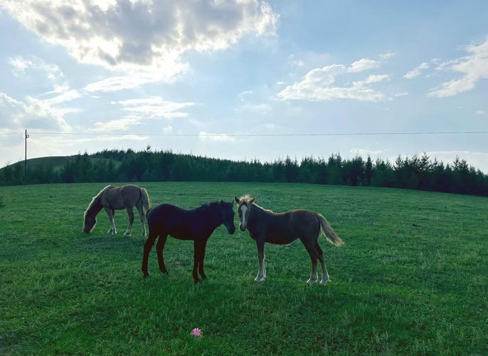 天津坝上草原自驾游攻略