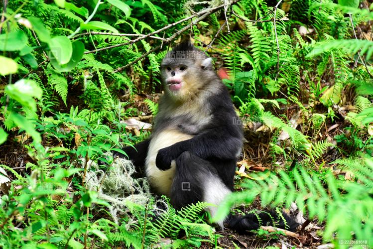 滇金丝猴公园自驾游团购