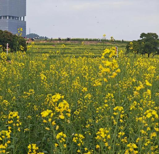 深圳旅游景点油菜花地在哪