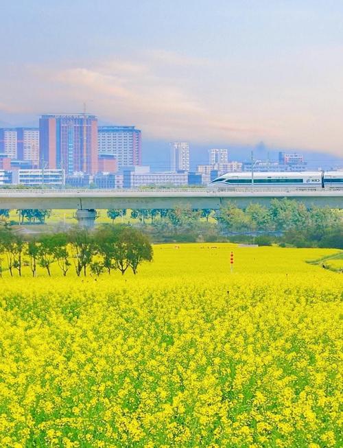 深圳旅游景点油菜花地在哪