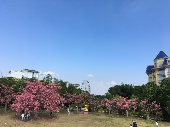 番禺百万葵园自驾游线路