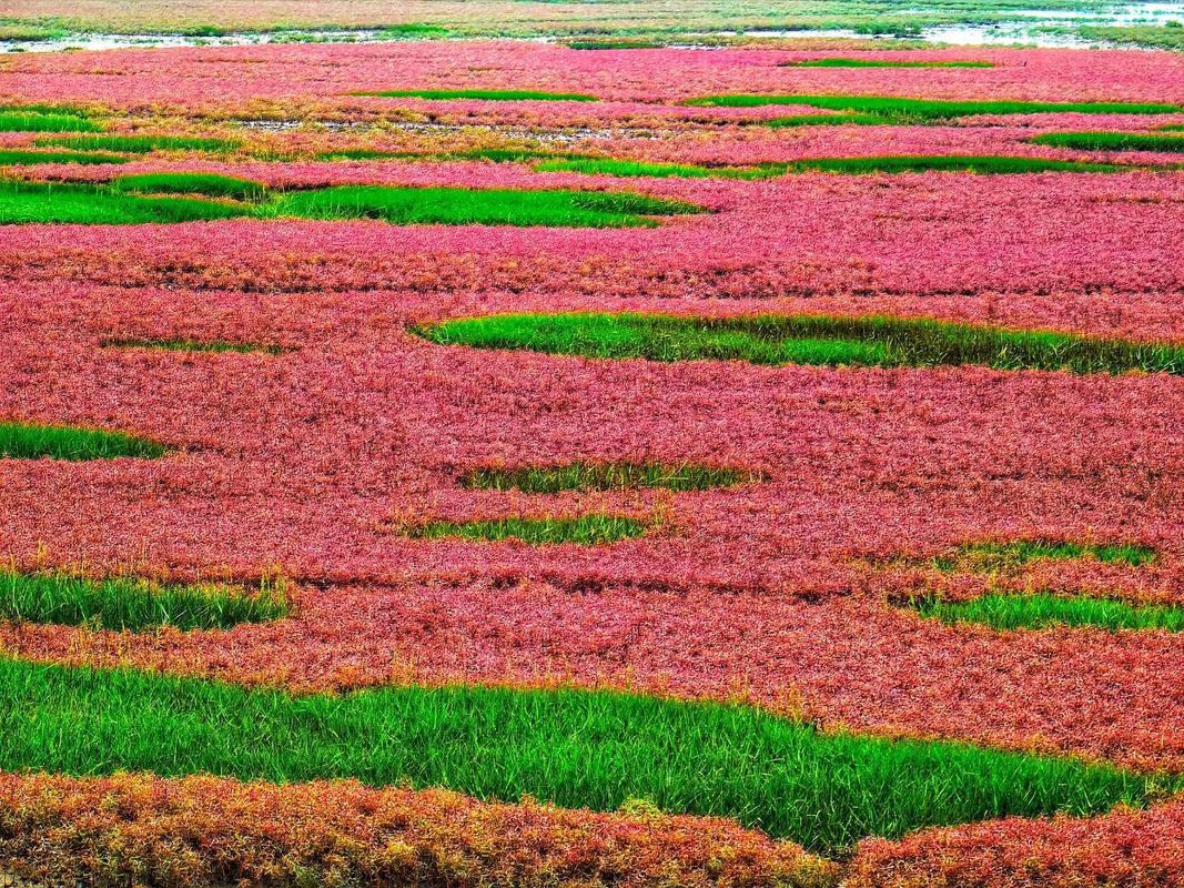 北京 红海滩自驾游攻略