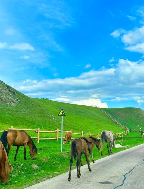 自驾游 呼伦贝尔大草原