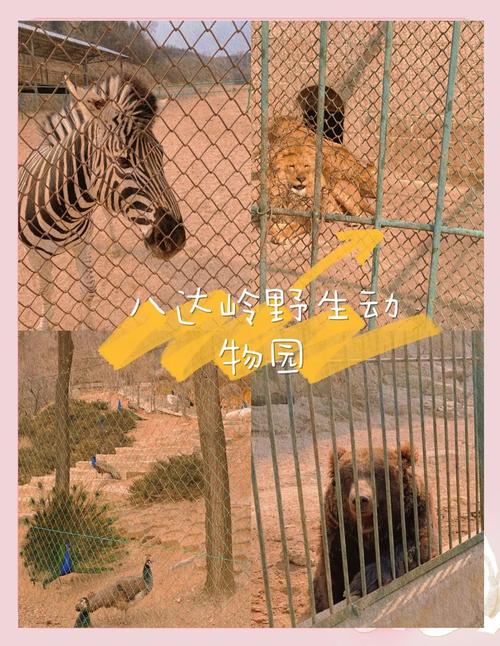 八达岭野生动物园自驾游