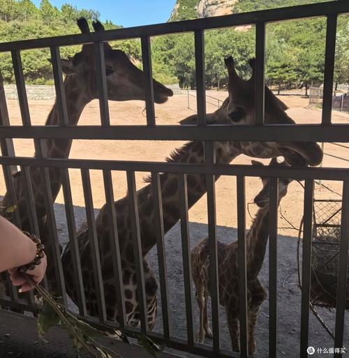 自驾游八达岭野生动物园