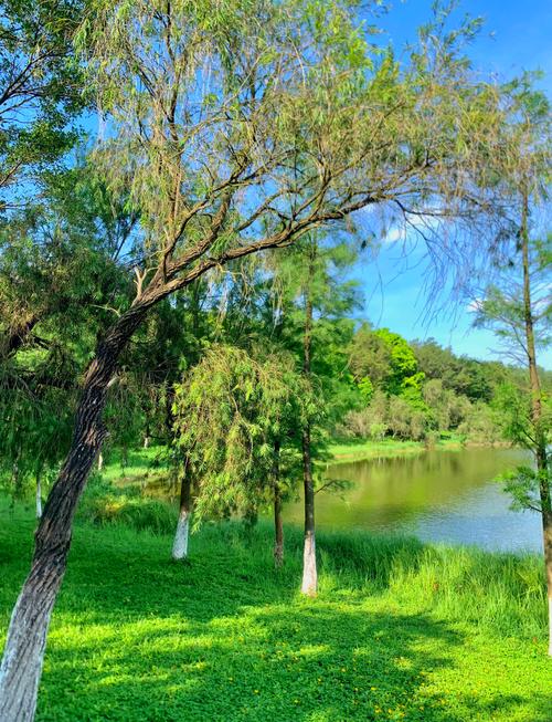 大夫山森林公园的景点特色