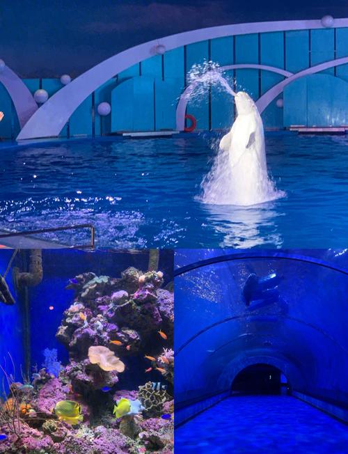 青岛极地海洋世界自驾游
