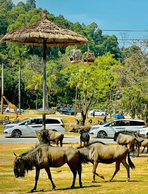 长隆野生动物世界自驾游