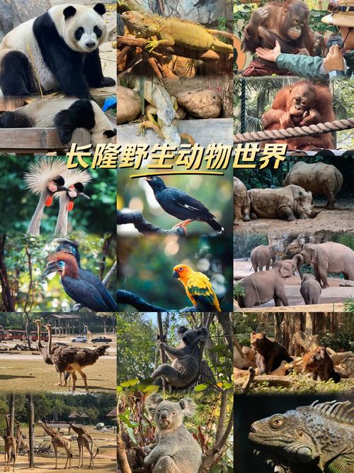 长隆野生动物世界自驾游