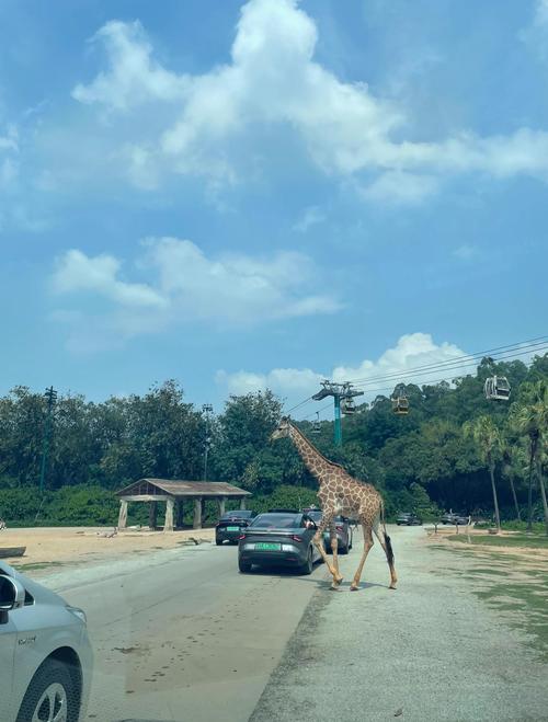 长隆野生动物世界自驾游