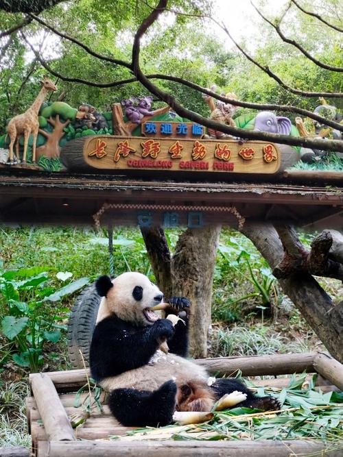 长隆野生动物园 自驾游
