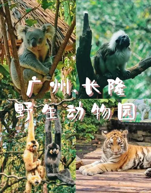 长隆野生动物园 自驾游