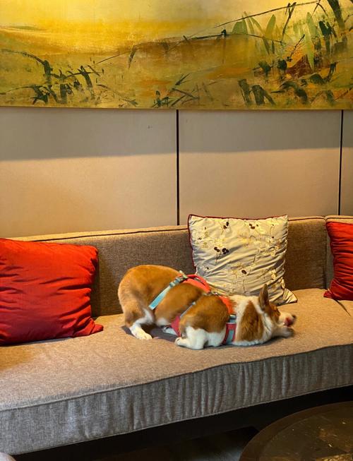 上海可以带宠物的酒店