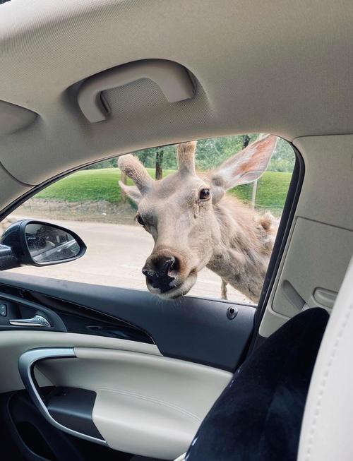 自驾游北京野生动物园