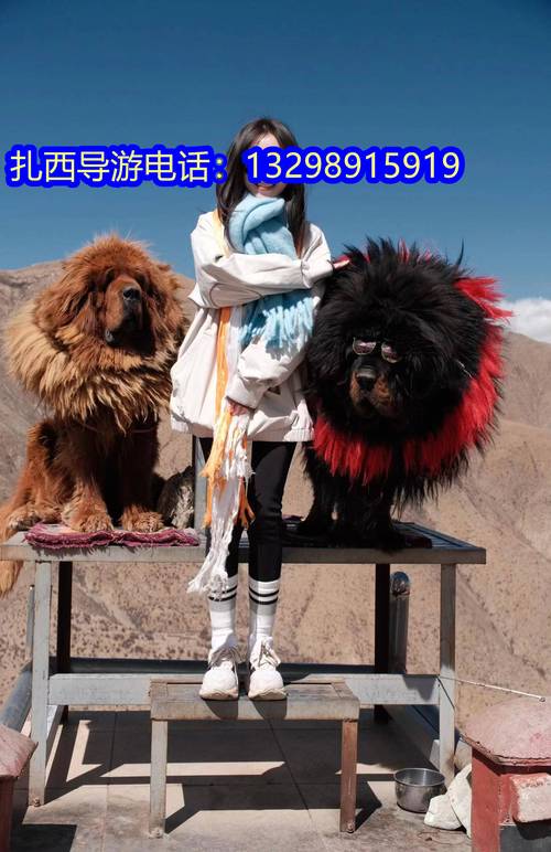 广州自驾游西蔵多少钱