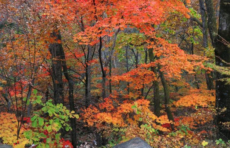辽宁哪里有枫叶旅游景点
