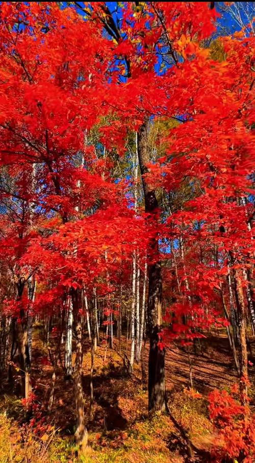辽宁哪里有枫叶旅游景点
