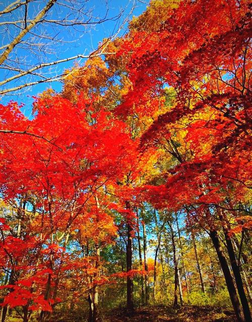 辽宁哪里有枫叶旅游景点