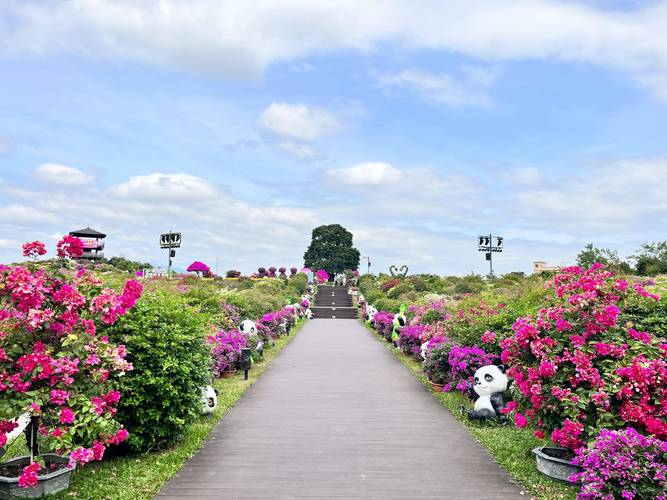 惠州哪里有花海旅游景点