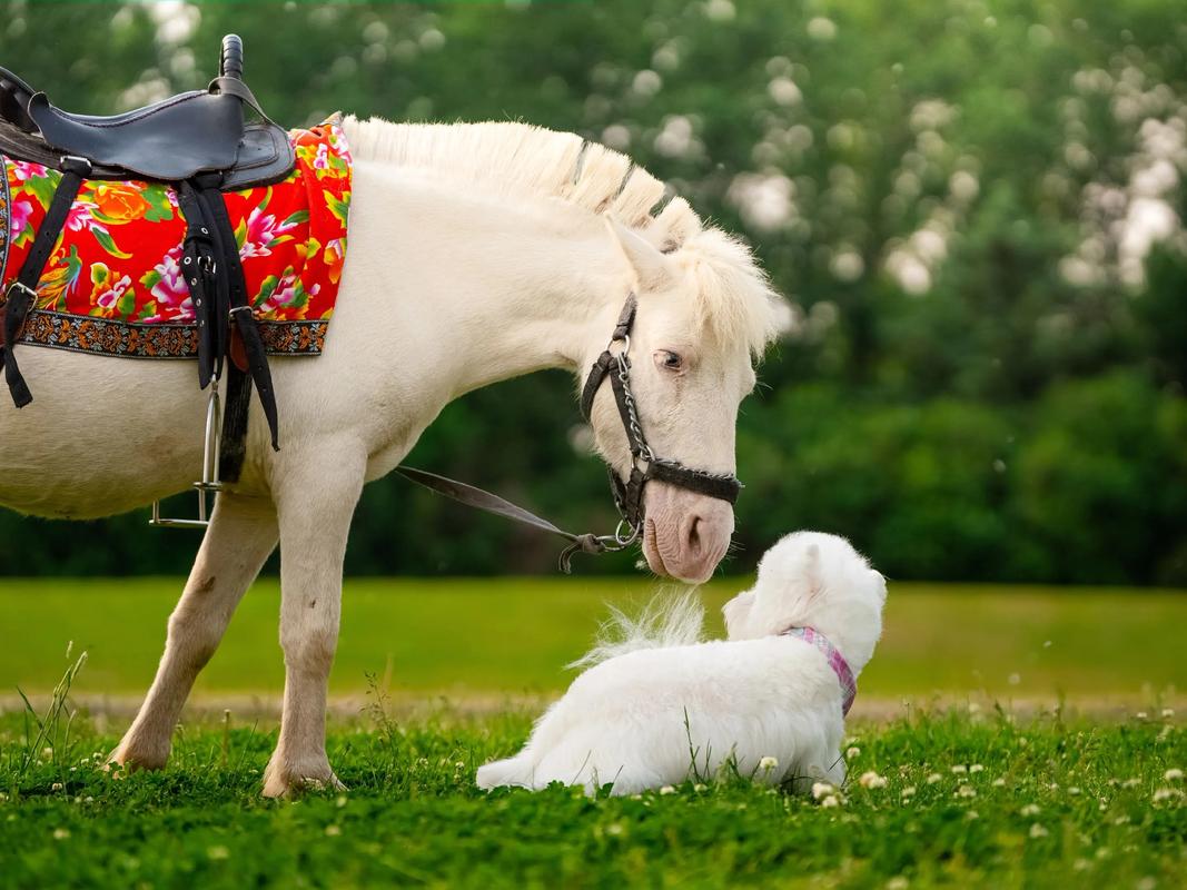 沈阳带狗狗可以去的景点