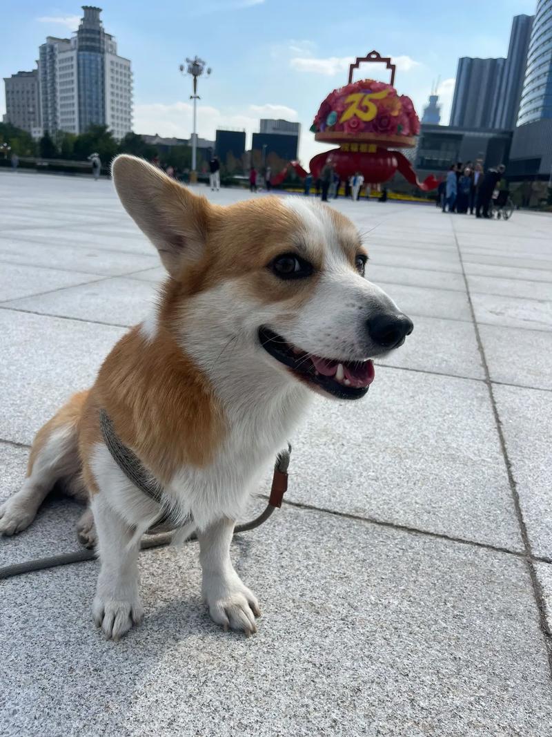 沈阳带狗狗可以去的景点