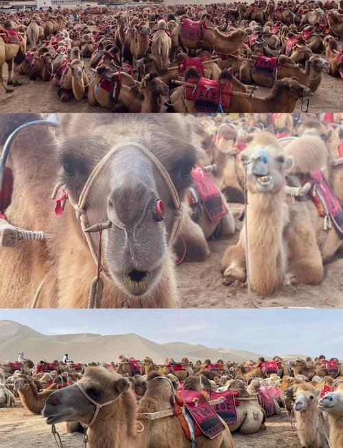 8月敦煌自驾游必备品