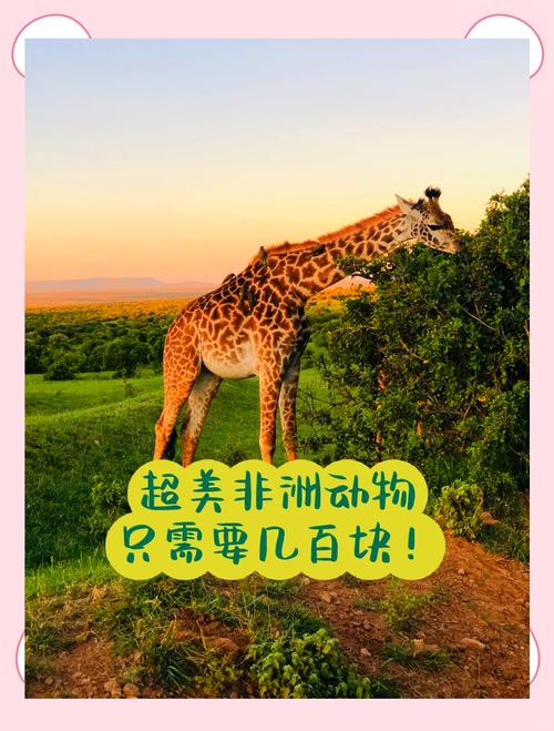 非洲自驾游7天多少钱