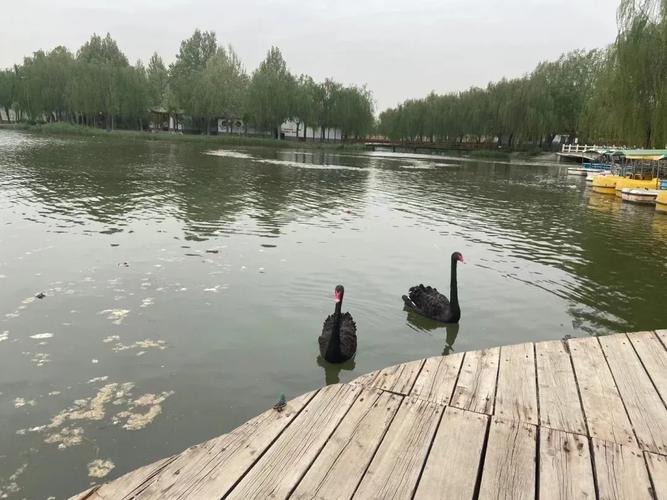 白洋淀自驾游攻略大全