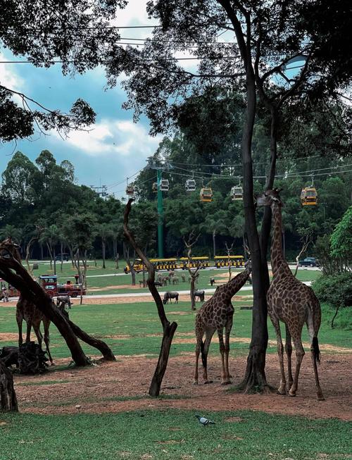 厦门到广州长隆自驾游