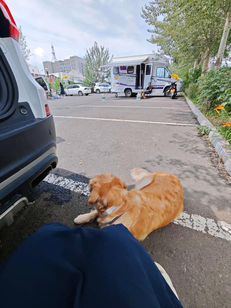 自驾游带着金毛去旅行