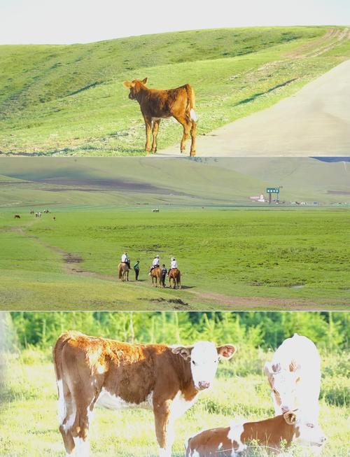 唐山去坝上草原自驾游