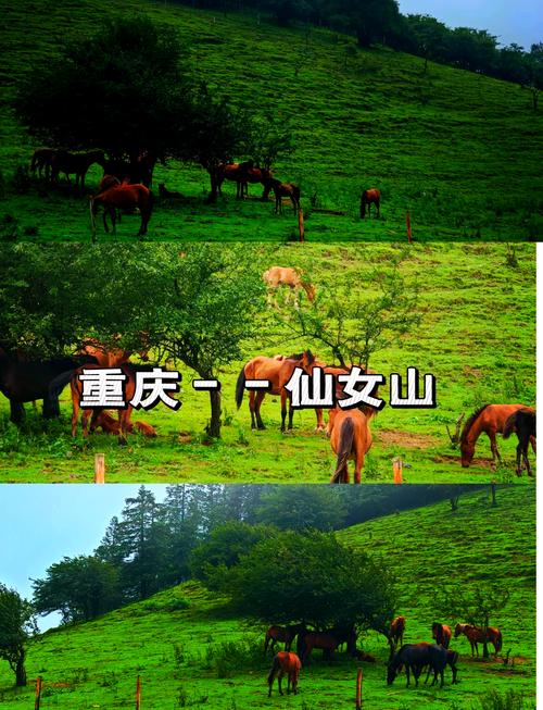 仙女山里面有哪些景点