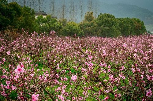 象山影视城桃花林景点