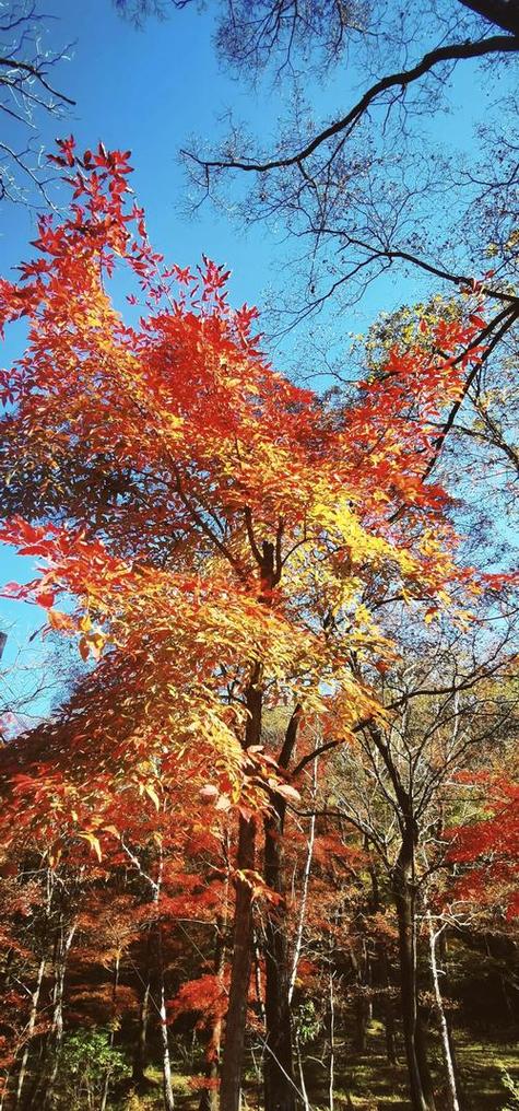 红叶谷自驾游攻略吉林