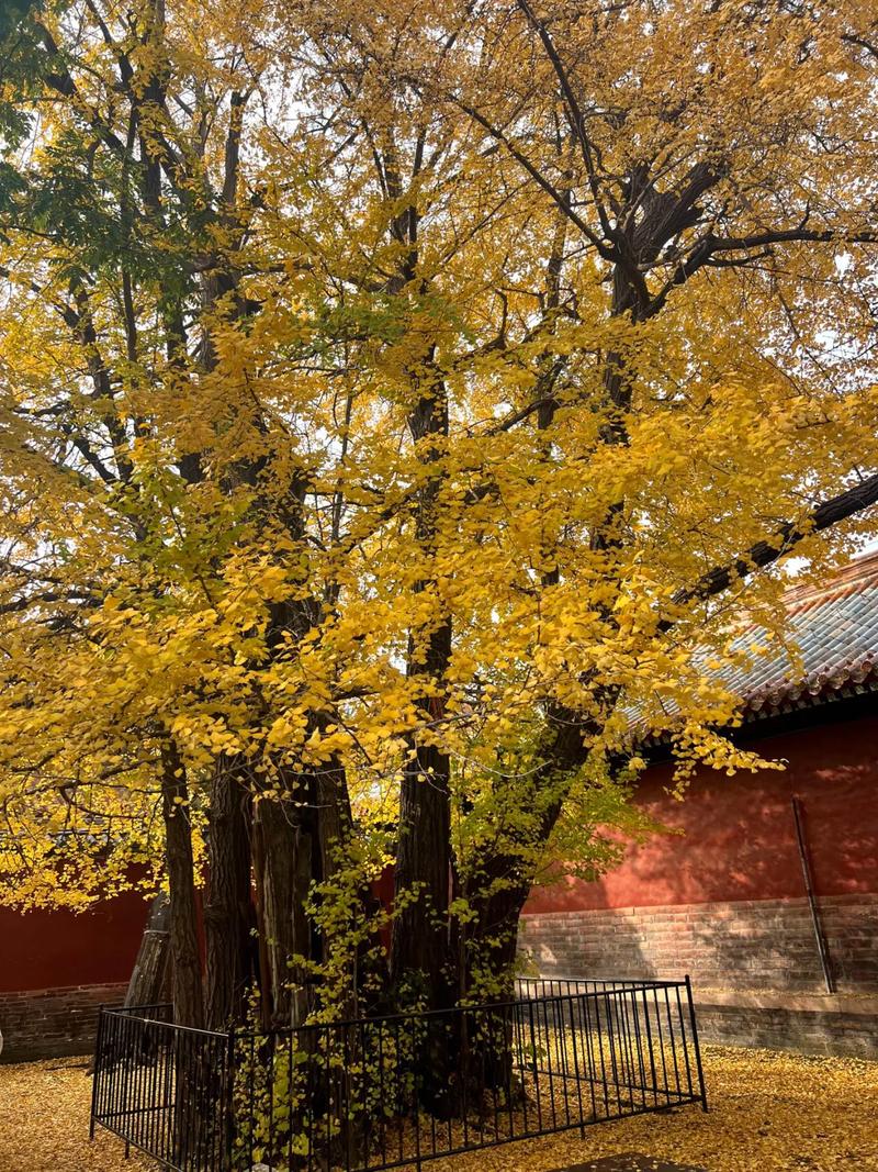 泰安曲阜旅游景点大全